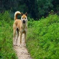 田园犬头像_中华田园犬可爱头像