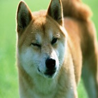 田园犬头像_中华田园犬可爱头像