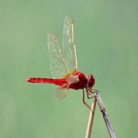 红蜻蜓头像_红色飞舞蜻蜓头像图片