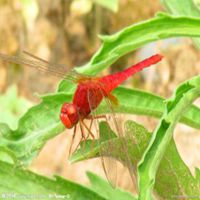 红蜻蜓头像_红色飞舞蜻蜓头像图片