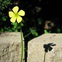 花花草草头像图片大全_简单好看花草植物头像图片