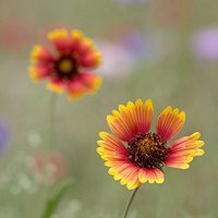 花花草草头像图片大全_简单好看花草植物头像图片