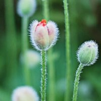 花花草草头像图片大全_简单好看花草植物头像图片