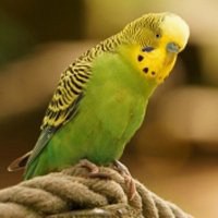 虎皮鹦鹉头像图片