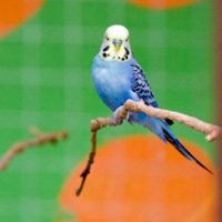 虎皮鹦鹉头像图片