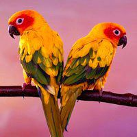 虎皮鹦鹉头像图片