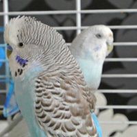 虎皮鹦鹉头像图片