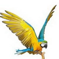 虎皮鹦鹉头像图片