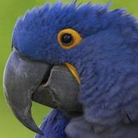 虎皮鹦鹉头像图片