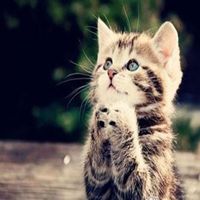 走桃花运头像_男人要走桃花运适用头像图片