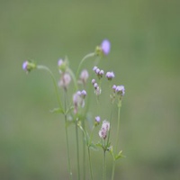 雾里看花头像_朦胧意境雾里看花景色头像