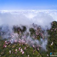 雾里看花头像_朦胧意境雾里看花景色头像