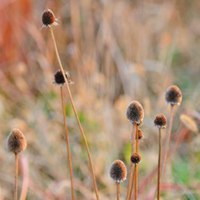 鲜花凋谢图片微信头像_花谢花落头像图片大全