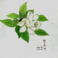 彩铅头像花图片大全_彩铅彩色花朵头像图片