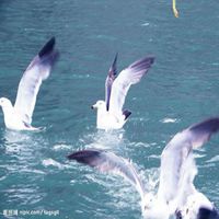 蓝天白云海鸥头像_大海海鸥高清大图