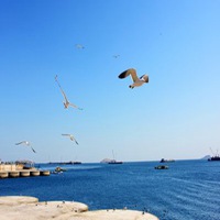 蓝天白云海鸥头像_大海海鸥高清大图