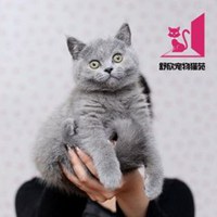 英国短毛猫头像_超可爱灰色短毛猫头像图片