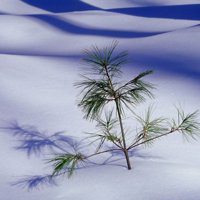 雪景头像图片大全大图