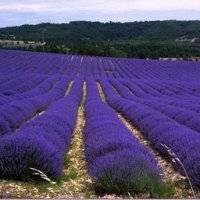 薰衣草头像图片大全