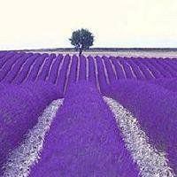 薰衣草头像图片大全