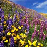 薰衣草头像图片大全