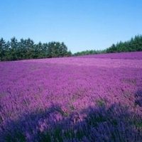 薰衣草头像图片大全