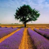 薰衣草头像图片大全