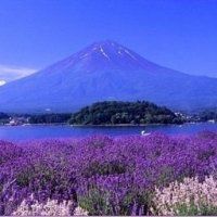 薰衣草头像图片大全