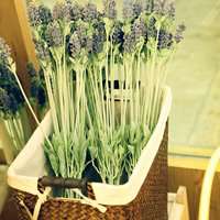 薰衣草头像图片大全