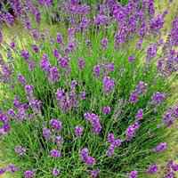 薰衣草头像图片大全