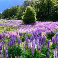 薰衣草头像图片大全