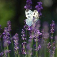 薰衣草头像图片大全