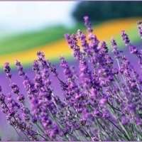 薰衣草头像图片大全