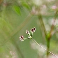 野花头像大全及名字