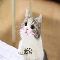 叫老公的猫猫表情包