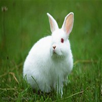 灰兔子和白兔子表情包