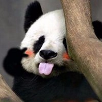 熊猫吐舌头搞笑头像