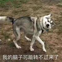 沙雕狗子情侣头像