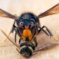 大黄蜂微信头像图片蜜蜂