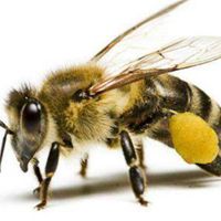 大黄蜂微信头像图片蜜蜂