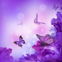 唯美淡紫色蝴蝶头像