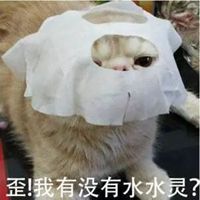 猫咪敷面膜的头像