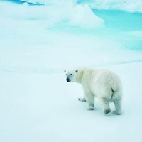 白色北极熊头像