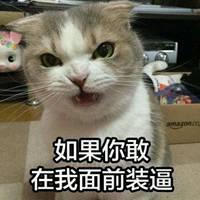 奶凶猫头像