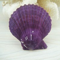 紫贝壳微信头像