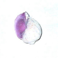 紫贝壳微信头像