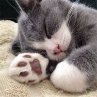 柔软的小猫爪子头像