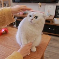 花花与三猫catlive图片头像