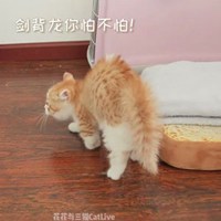 花花与三猫catlive图片头像