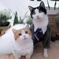 花花与三猫catlive图片头像